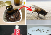 The Simple Kitchen Solution That Keeps Insects Away