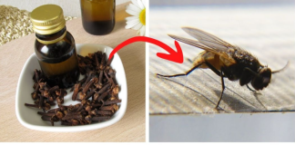 The Simple Kitchen Solution That Keeps Insects Away