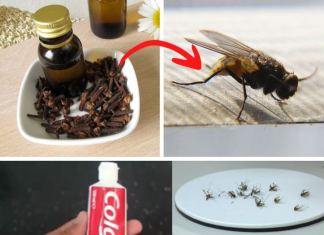 The Simple Kitchen Solution That Keeps Insects Away