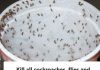 Kill All Cockroaches, Flies, and Mosquitoes in 1 Hour with This Powerful Blend!
