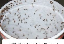 Kill All Cockroaches, Flies, and Mosquitoes in 1 Hour with This Powerful Blend!