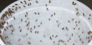 Kill All Cockroaches, Flies, and Mosquitoes in 1 Hour with This Powerful Blend!