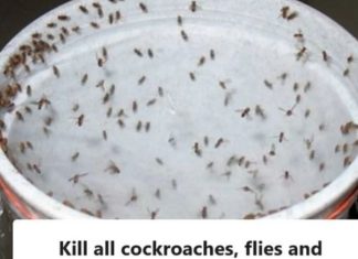 Kill All Cockroaches, Flies, and Mosquitoes in 1 Hour with This Powerful Blend!