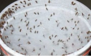 Kill All Cockroaches, Flies, and Mosquitoes in 1 Hour with This Powerful Blend!