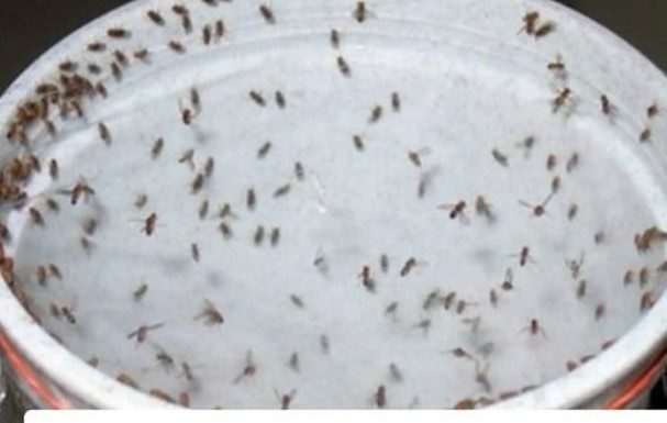 Kill All Cockroaches, Flies, and Mosquitoes in 1 Hour with This Powerful Blend!