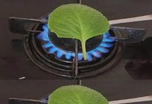 The Aromatic Wonders of Burning Oregano: Unlocking Ancient Scents and Practical Benefits