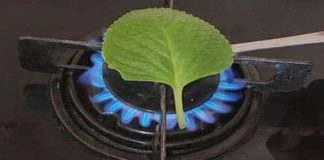 The Aromatic Wonders of Burning Oregano: Unlocking Ancient Scents and Practical Benefits