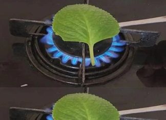 The Aromatic Wonders of Burning Oregano: Unlocking Ancient Scents and Practical Benefits