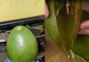 Avocado Oil Trick That’s Super Easy