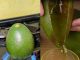 Avocado Oil Trick That’s Super Easy