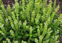 Don’t Discard the Flowers on Your Basil: Here Are 8 Creative Ways to Use Them