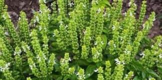 Don’t Discard the Flowers on Your Basil: Here Are 8 Creative Ways to Use Them