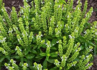 Don’t Discard the Flowers on Your Basil: Here Are 8 Creative Ways to Use Them