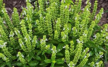 Don’t Discard the Flowers on Your Basil: Here Are 8 Creative Ways to Use Them
