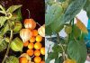 Just 1 Leaf of This Plant is Worth a Gold Mine: Canapum (Physalis)