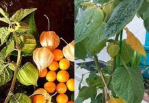 Just 1 Leaf of This Plant is Worth a Gold Mine: Canapum (Physalis)