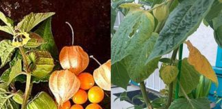 Just 1 Leaf of This Plant is Worth a Gold Mine: Canapum (Physalis)