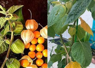 Just 1 Leaf of This Plant is Worth a Gold Mine: Canapum (Physalis)