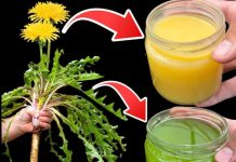 The Mighty Dandelion: Nature’s Hidden Treasure
