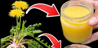 The Mighty Dandelion: Nature’s Hidden Treasure