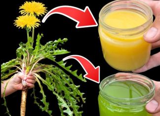 The Mighty Dandelion: Nature’s Hidden Treasure