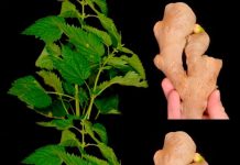 Lose 10 kg in a Month! Belly Melts Away! Great Recipe for a Cleansing Nettle and Ginger Drink!