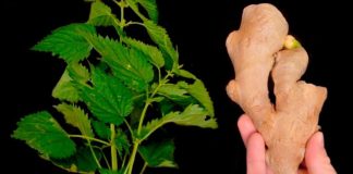 Lose 10 kg in a Month! Belly Melts Away! Great Recipe for a Cleansing Nettle and Ginger Drink!