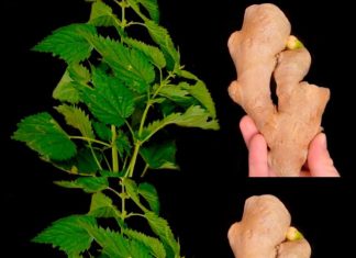 Lose 10 kg in a Month! Belly Melts Away! Great Recipe for a Cleansing Nettle and Ginger Drink!