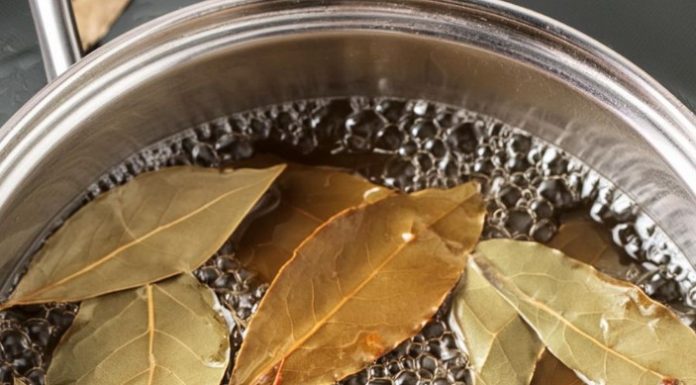 Natural Solutions to Banish Pests: Say Goodbye to Flies, Mosquitoes, and Cockroaches