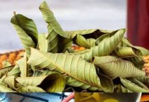 People Love Guava, but Many Don’t Realize How Powerful Its Leaves Are