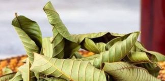 People Love Guava, but Many Don’t Realize How Powerful Its Leaves Are