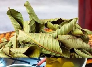 People Love Guava, but Many Don’t Realize How Powerful Its Leaves Are