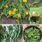 Dandelion Leaf: Unveiling the Health Benefits and Potential Side Effects