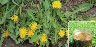 Dandelion Leaf: Unveiling the Health Benefits and Potential Side Effects
