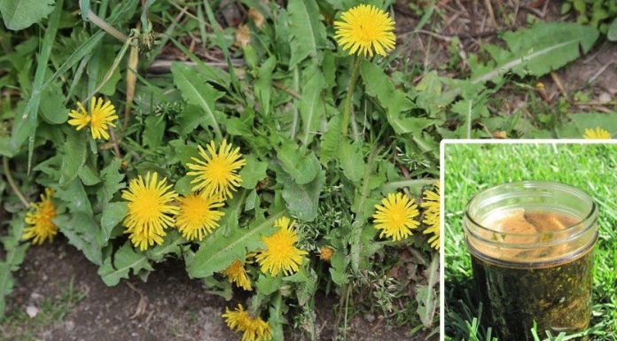 Dandelion Leaf: Unveiling the Health Benefits and Potential Side Effects