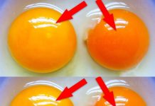 This Is What the Color of Your Egg Yolk Means