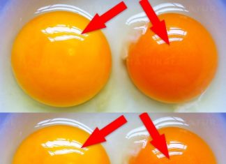 This Is What the Color of Your Egg Yolk Means