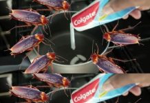 Get Rid of Cockroaches with a Simple Home Remedy