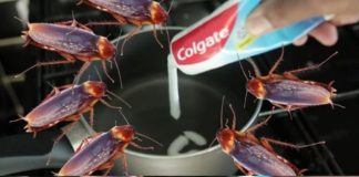 Get Rid of Cockroaches with a Simple Home Remedy
