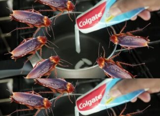 Get Rid of Cockroaches with a Simple Home Remedy