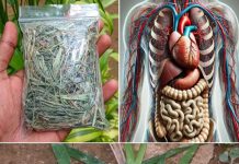 The Healing Power of Goose Grass – A Backyard Miracle for Over 10 Ailments