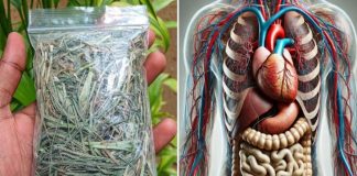 The Healing Power of Goose Grass – A Backyard Miracle for Over 10 Ailments