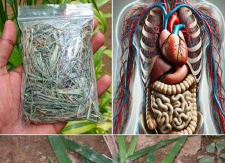 The Healing Power of Goose Grass – A Backyard Miracle for Over 10 Ailments