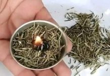 Burn rosemary at home, surprising what happens a few minutes later admin