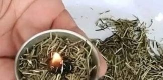 Burn rosemary at home, surprising what happens a few minutes later admin