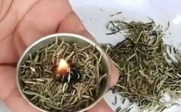 Burn rosemary at home, surprising what happens a few minutes later admin