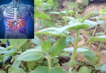 Oregano: A Tiny Herb with Powerful Health Benefits