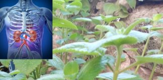 Oregano: A Tiny Herb with Powerful Health Benefits