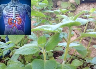 Oregano: A Tiny Herb with Powerful Health Benefits