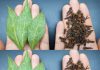 Mix Bay Leaf and Clove Together and You Will Thank Me for This Recipe!